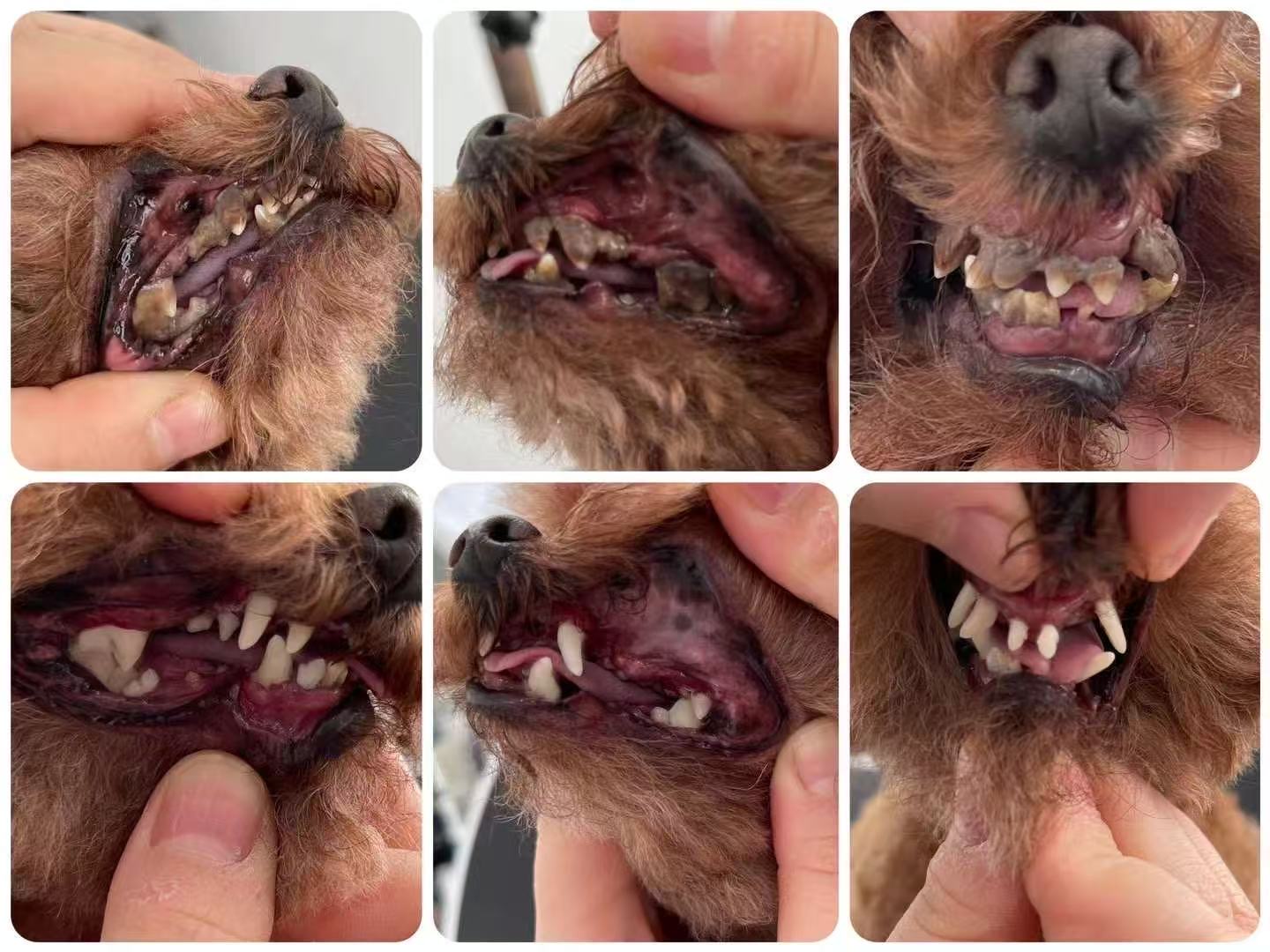 SMALL DOG  15 lbs & under（Severe Tartar Fee +$30）