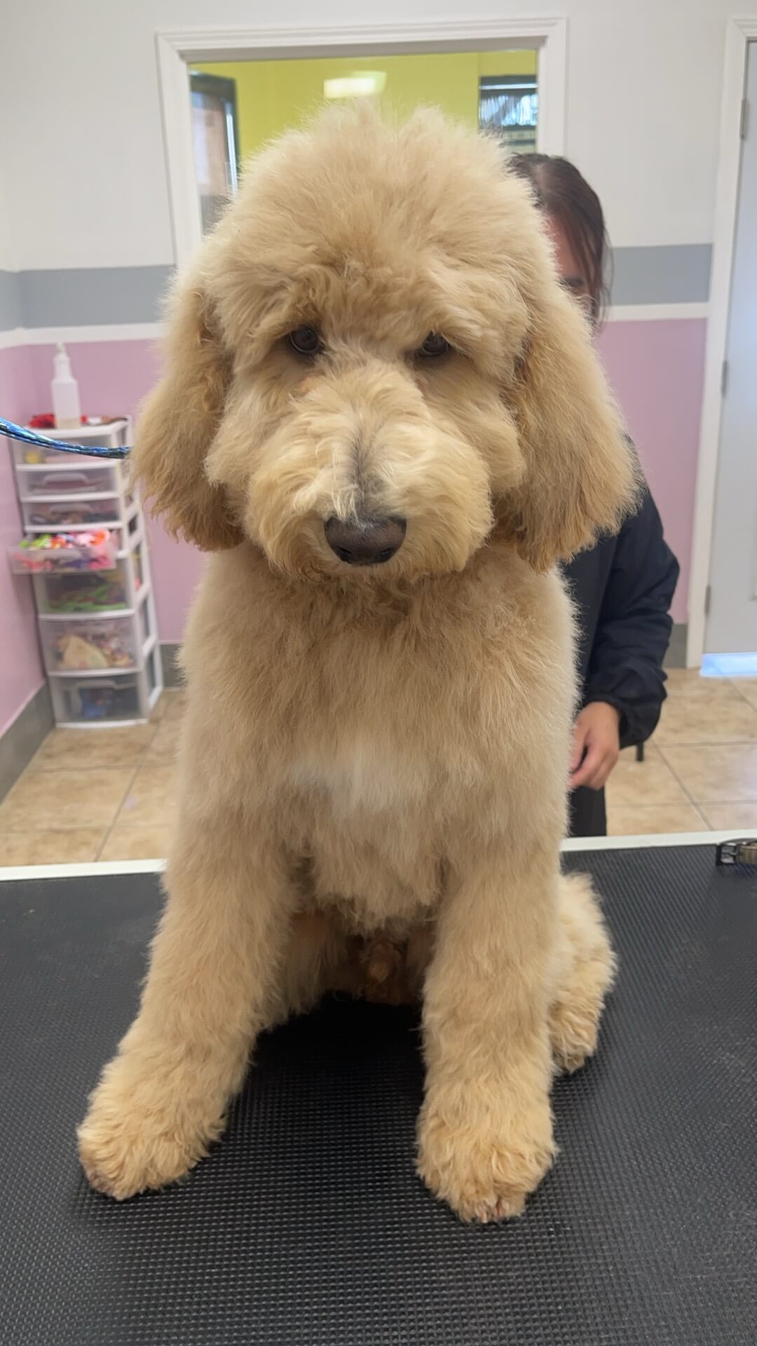 Favorite Grooming 👍 2,211 people recommend this business. 8035